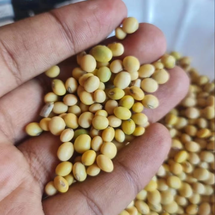 High Grade Soy Beans - Cultivation Type: Common