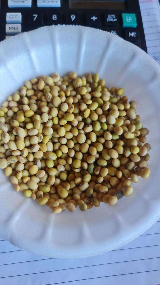 High Grade Soy Beans - Cultivation Type: Common
