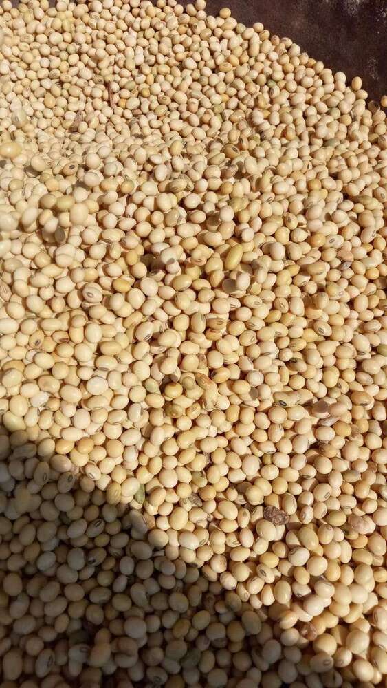 High Grade Soy Beans - Cultivation Type: Common