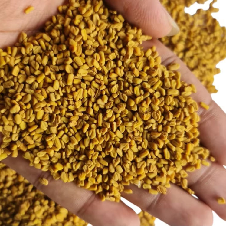 All-Natural Dried Indian Fenugreek Seeds - Grade: Food Grade