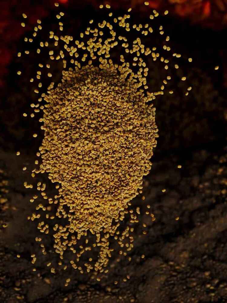 Indian Origin Fenugreek Seeds - Grade: Food Grade