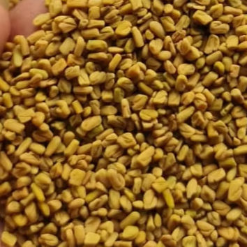 Indian Origin Fenugreek Seeds - Grade: Food Grade