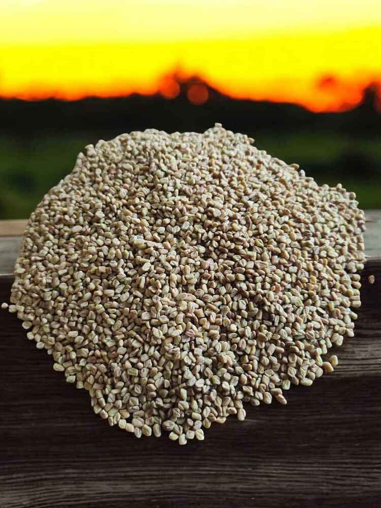 Organic Fenugreek Methi Seeds - Grade: Food Grade