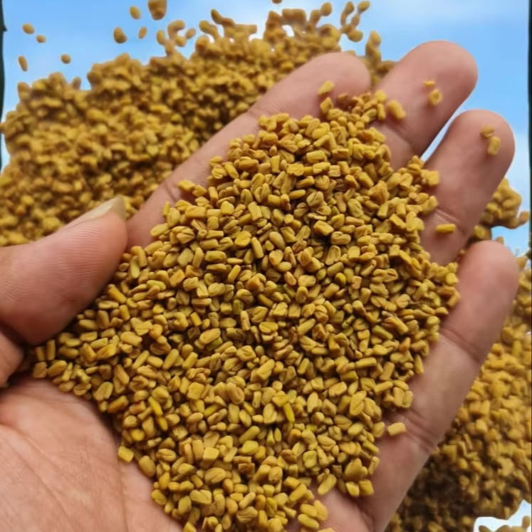 Best Quality Dried Fenugreek Seeds - Grade: Food Grade