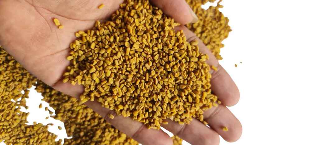 Best Quality Dried Fenugreek Seeds