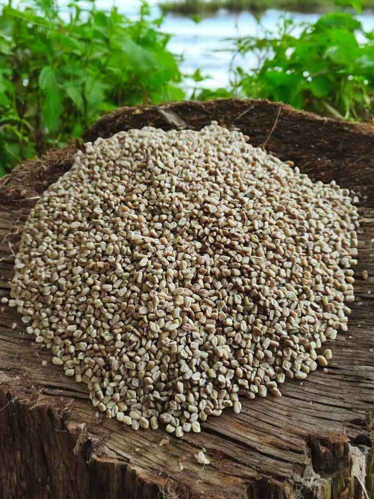 Premium Quality Organic Fenugreek Seeds