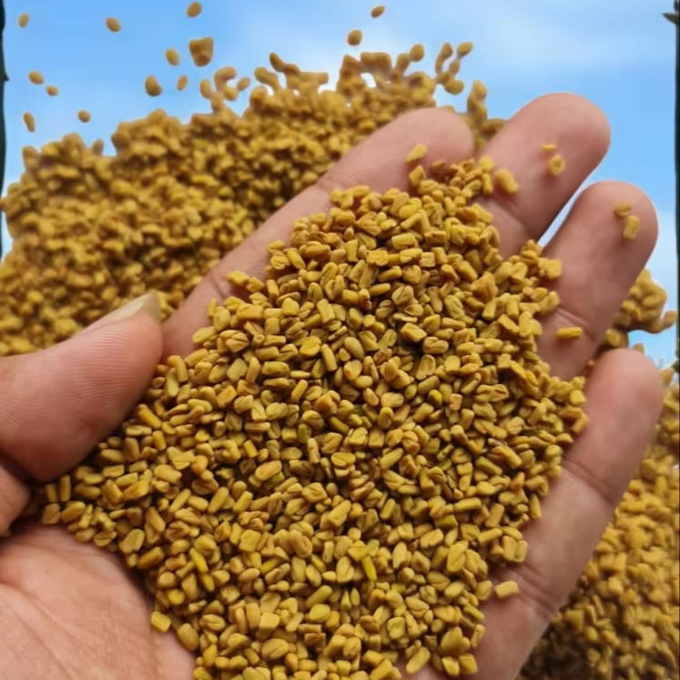 Naturally Seasoned Fenugreek Seeds - Grade: Food Grade