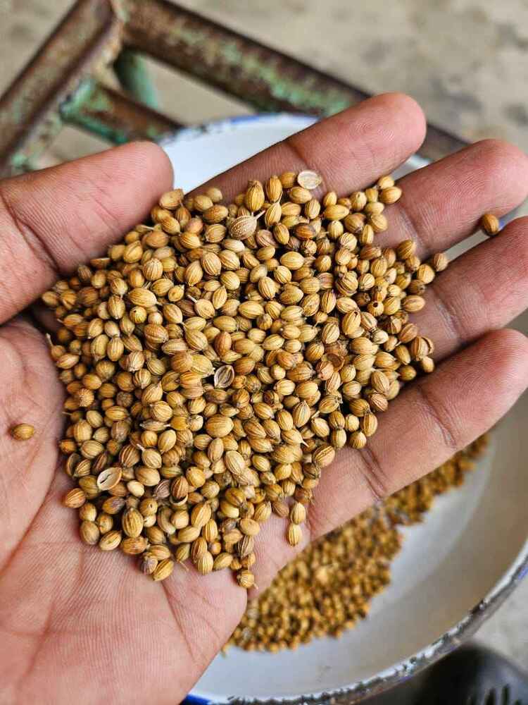 Aromatic Fresh Dried Coriander Seeds - Cultivation Type: Common