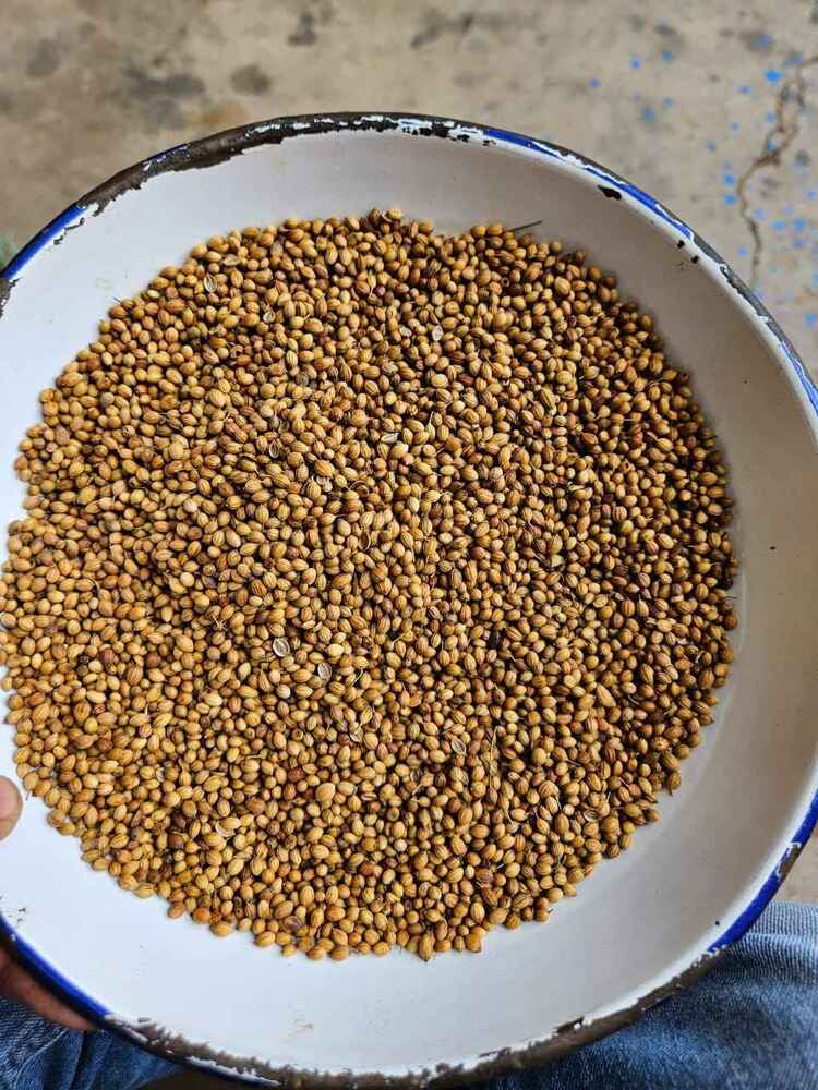 Aromatic Fresh Dried Coriander Seeds