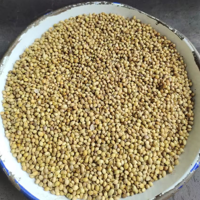 Coriander Seeds