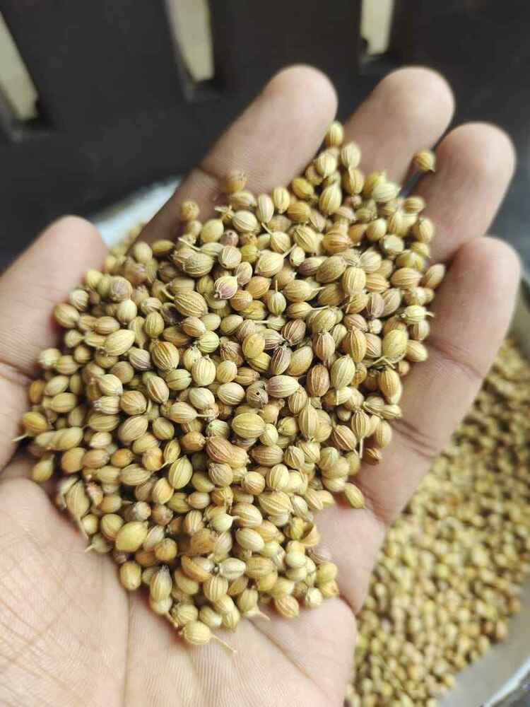 Premium Natural Dried Coriander Seeds