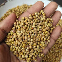 Dried Coriander Herb And Seeds - Cultivation Type: Common