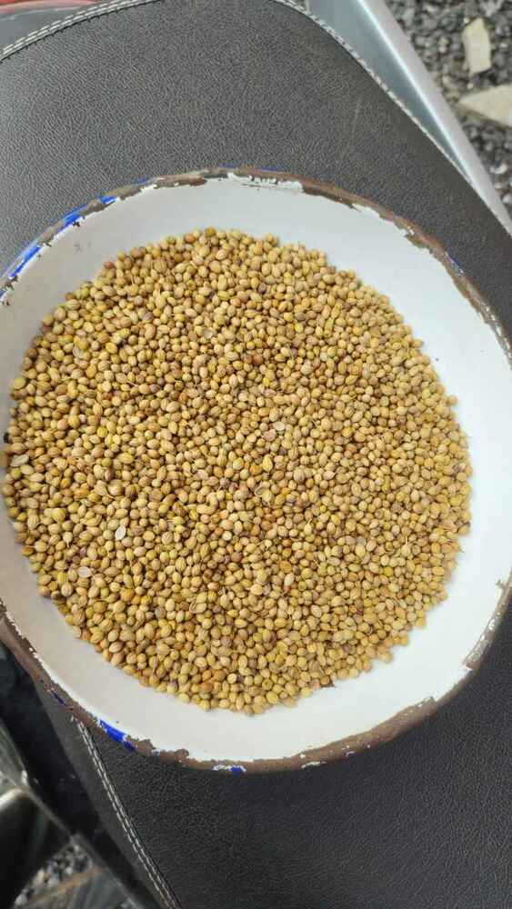 Dried Coriander Herb And Seeds - Cultivation Type: Common