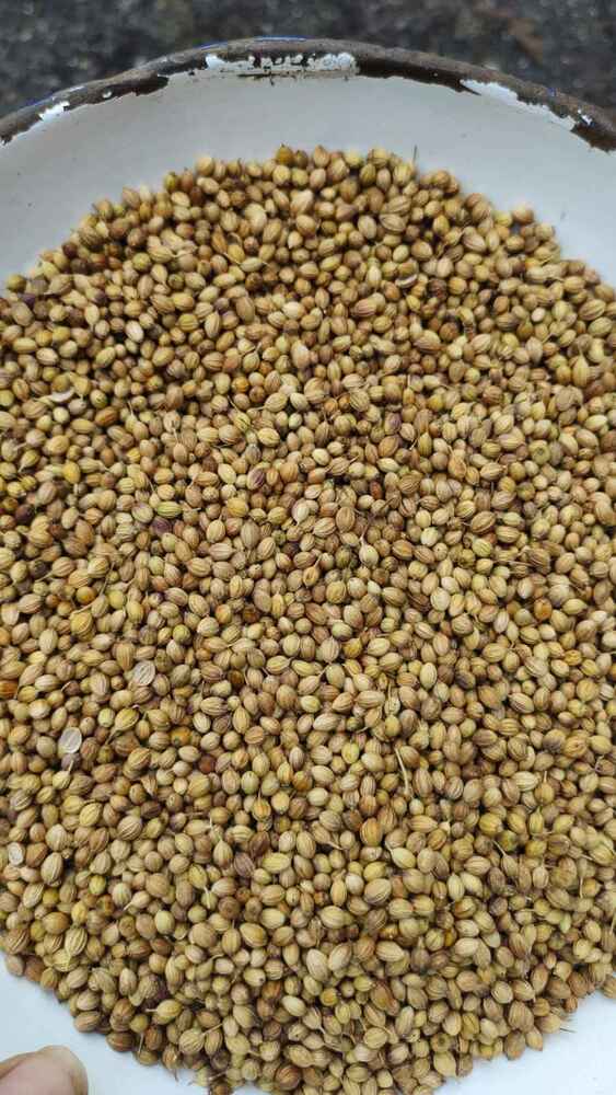 Dried Coriander Herb And Seeds - Cultivation Type: Common