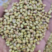 High Quality Organic Coriander Seeds - Cultivation Type: Common