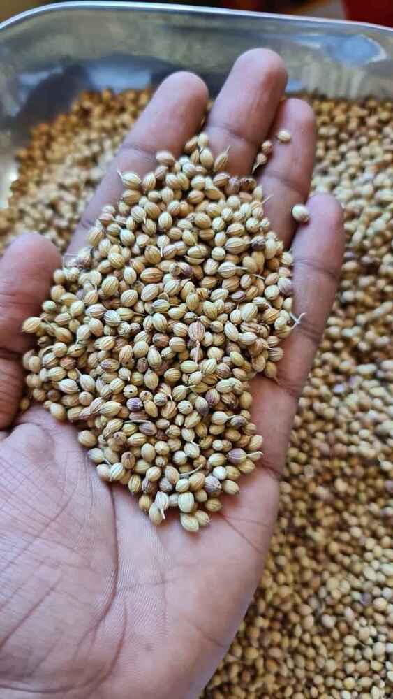 High Quality Organic Coriander Seeds