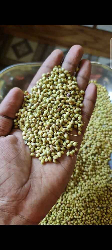 50kg Bulk Coriander Seeds