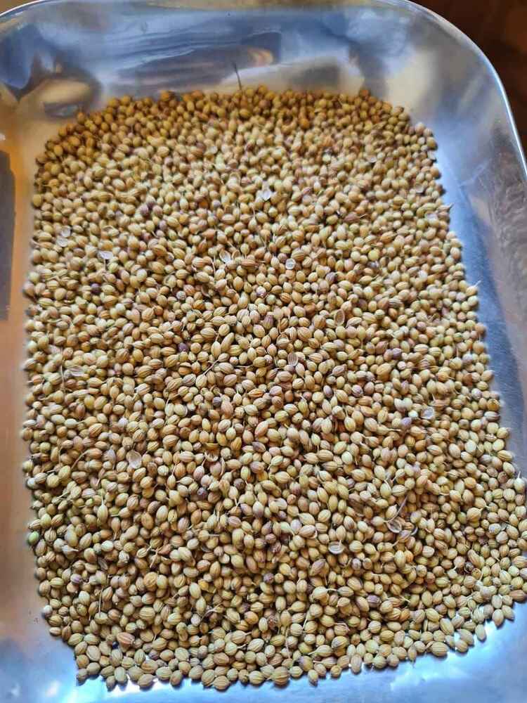 50kg Bulk Coriander Seeds