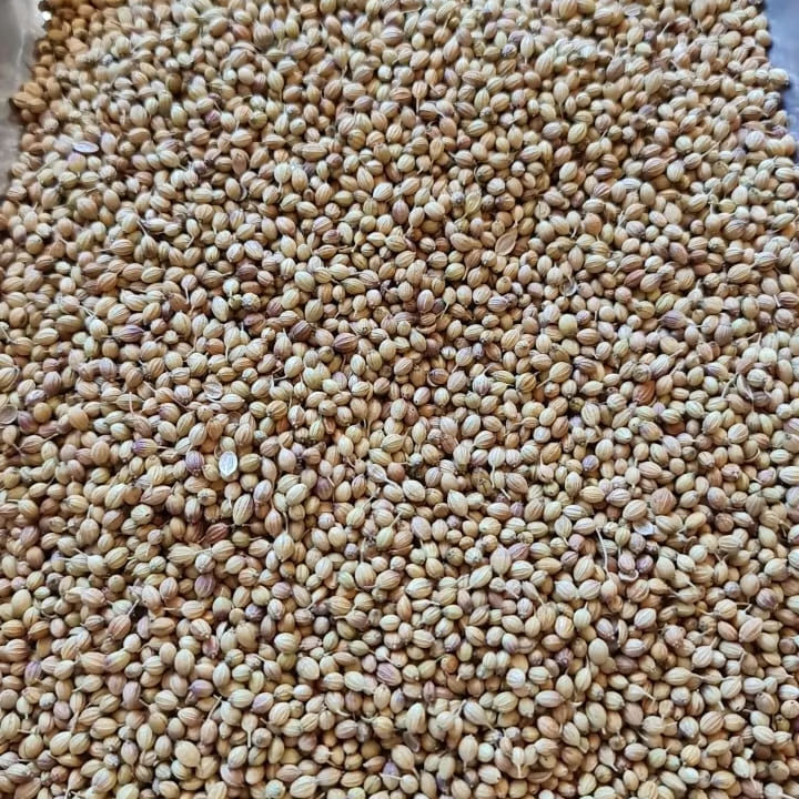 Coriander Seeds