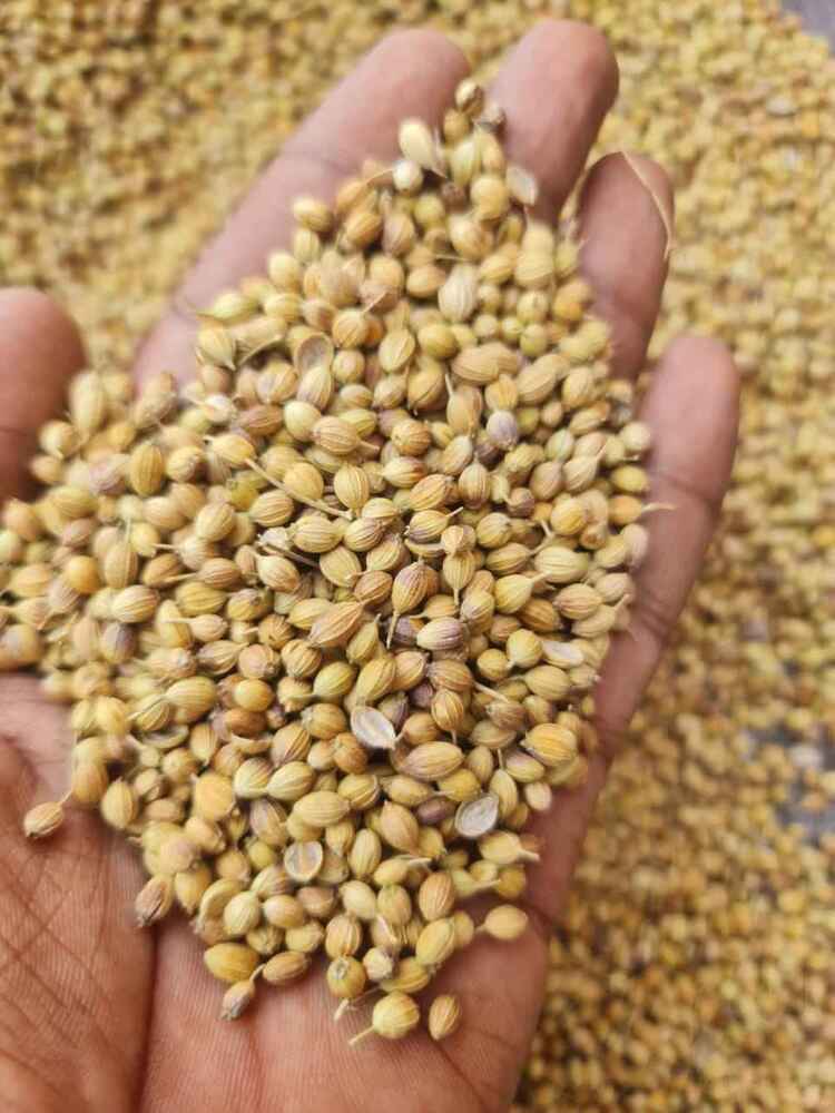 Premium Quality Dry Bulk Coriander Seeds - Cultivation Type: Common