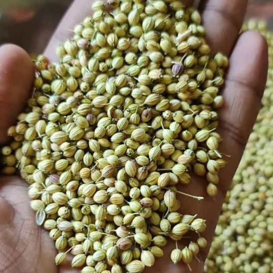 Coriander Seeds