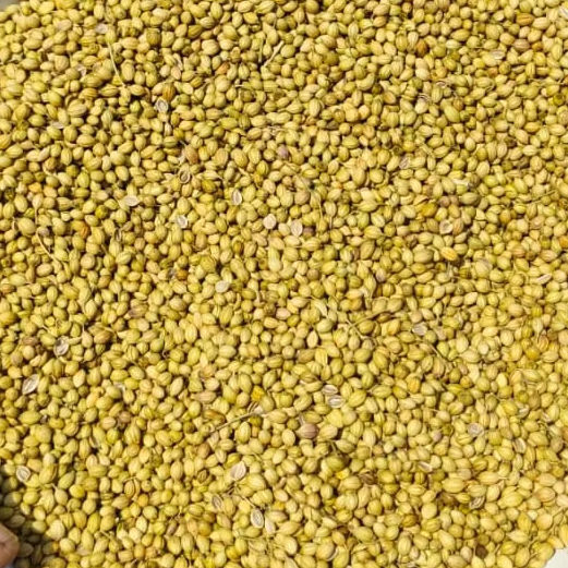 Premium Grade Coriander Seeds - Cultivation Type: Common
