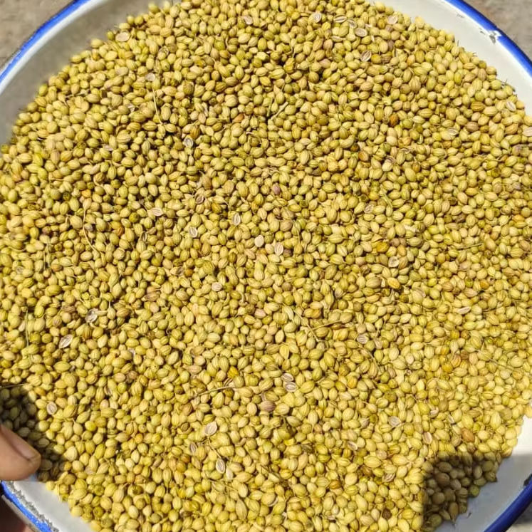 Best Quality Pure Organic Coriander Seeds - Cultivation Type: Common