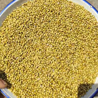 Best Quality Pure Organic Coriander Seeds - Cultivation Type: Common