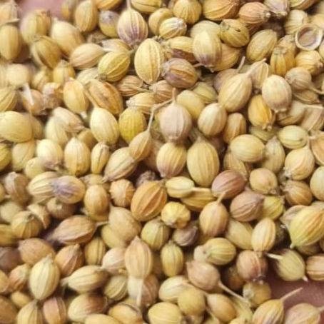 Best Quality Dried Coriander Seed