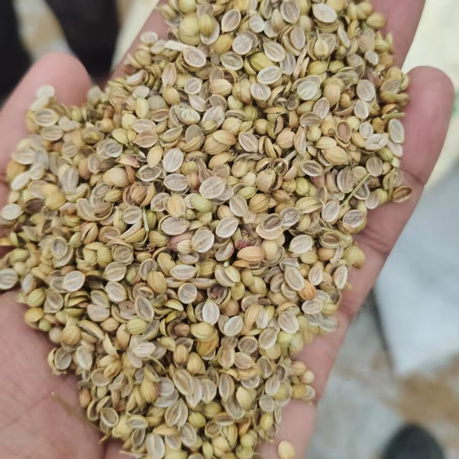 Coriander Seeds