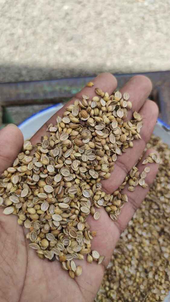 Natural Dried Coriander Seeds