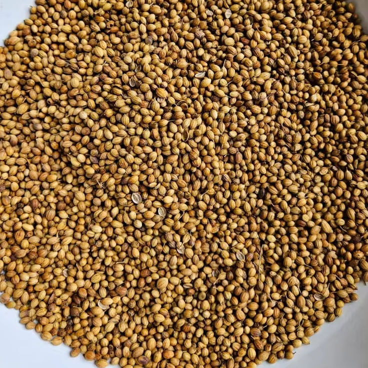 Best Quality Coriander Dried Seeds - Cultivation Type: Common