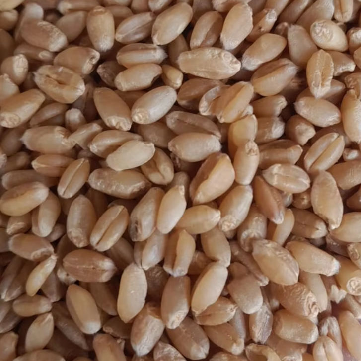 Golden Kernel Top-Quality Whole Wheat - Cultivation Type: Organic