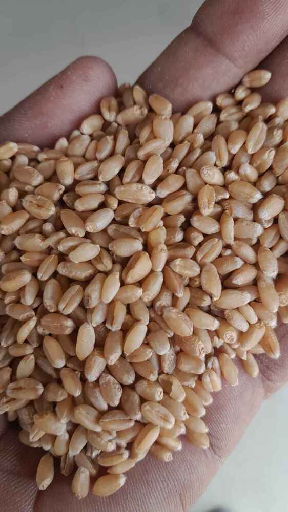 Golden Kernel Top-quality Whole Wheat - Cultivation Type: Organic