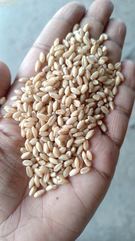 Golden Kernel Top-quality Whole Wheat - Cultivation Type: Organic