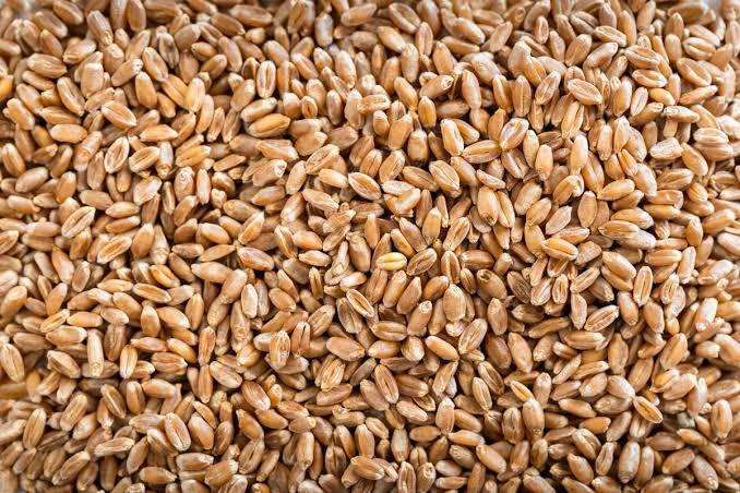 Organic Grains Whole Wheat