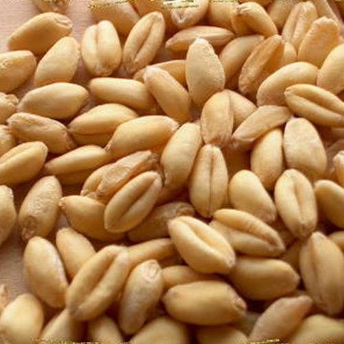 100% Pure Nutrition Wheat Grain - Cultivation Type: Organic