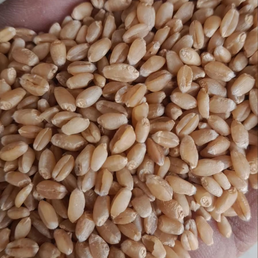 100% Pure Nutrition Wheat Grain - Cultivation Type: Organic