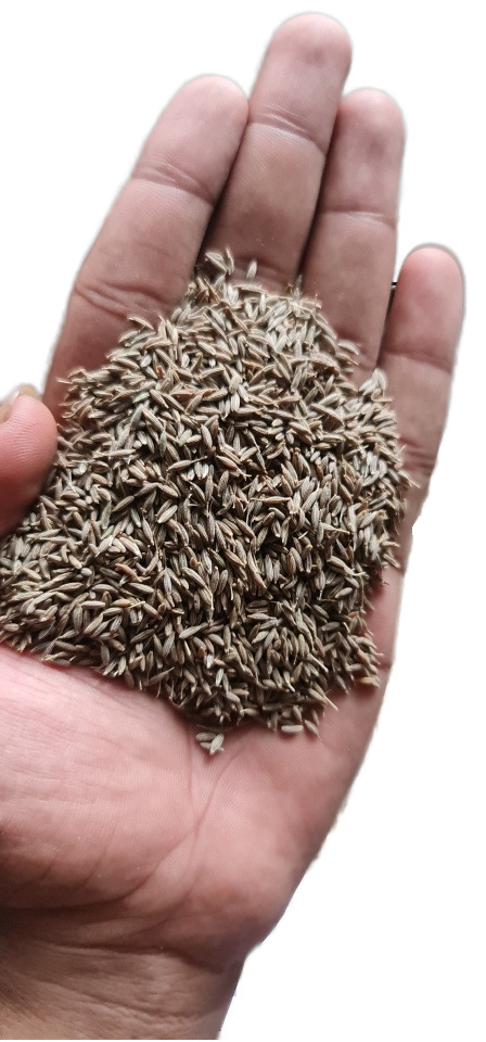 Dry Fennel Seeds