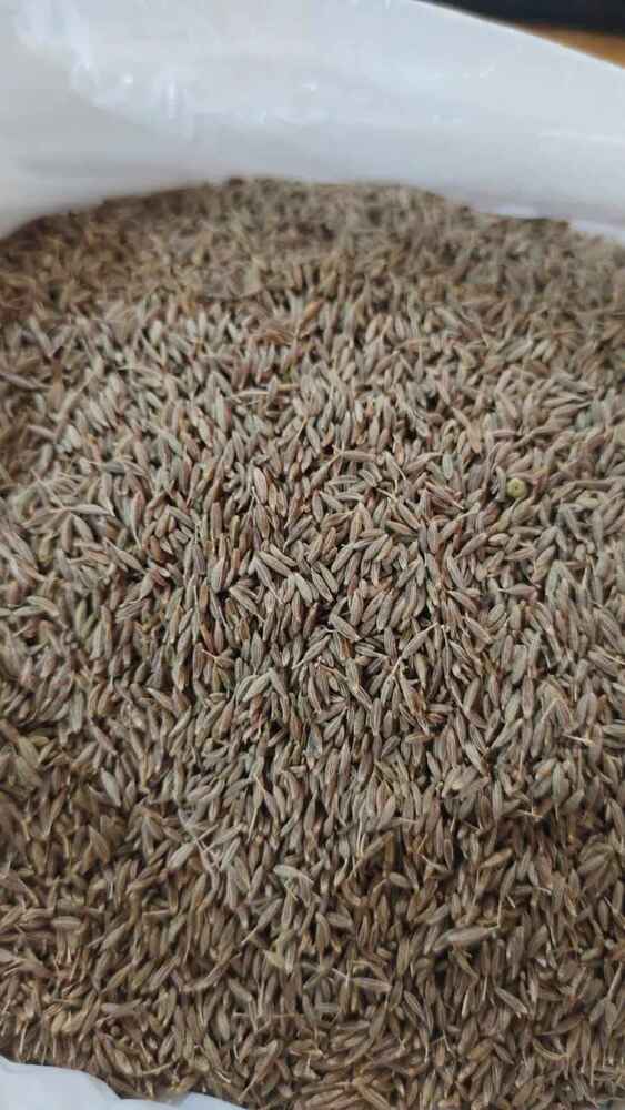 Fresh Dried Green Fennel Seeds