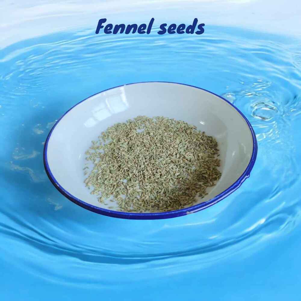 Top Grade Organic Fennel Seeds