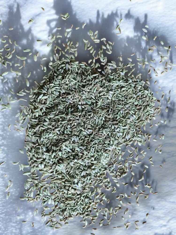 High Quality Fennel Seeds - Grade: Food Grade