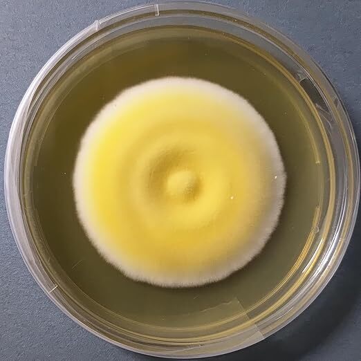 Cordyceps militaries mushroom culture plates (PDA)