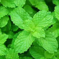 Mint Leaves Vegetables