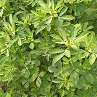 Fenugreek Leaves Vegetables - Moisture (%): Nil