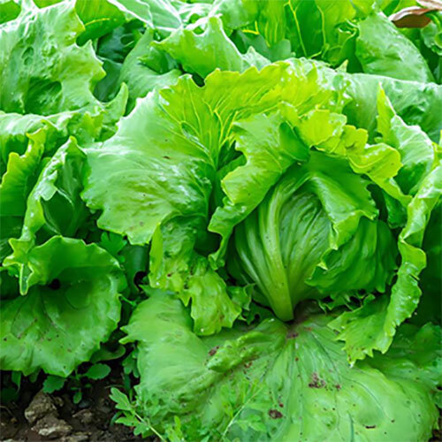 Iceberg Lettuce Vegetables - Cultivation Type: Organic