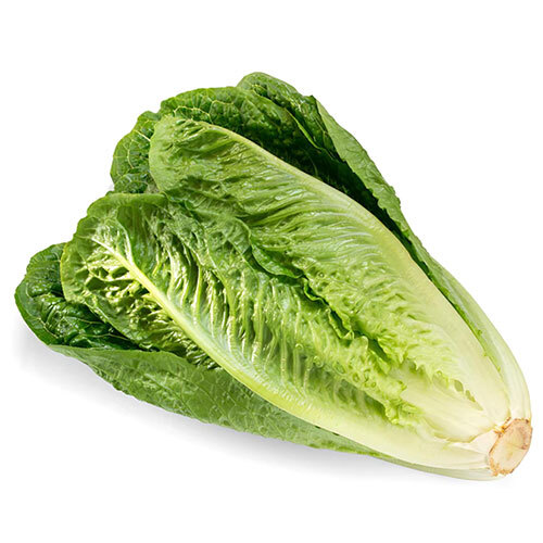 Romaine Lettuce Vegetables - Cultivation Type: Organic