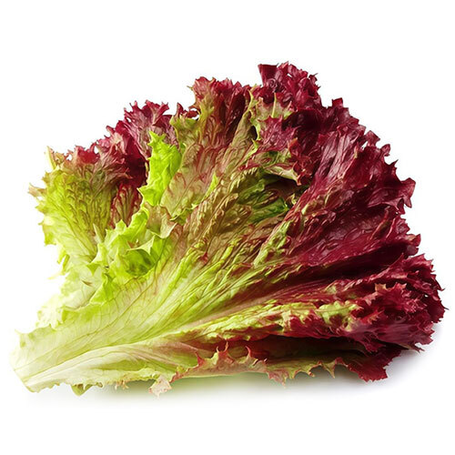 Red Leaf Lettuce Vegetables - Moisture (%): Nil
