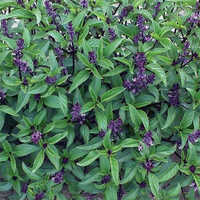 Thai Basil Vegetables - Cultivation Type: Organic