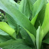 Turmeric Leaf Vegetables - Cultivation Type: Organic